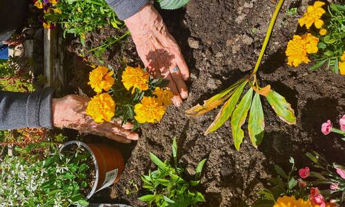 Description de l'image